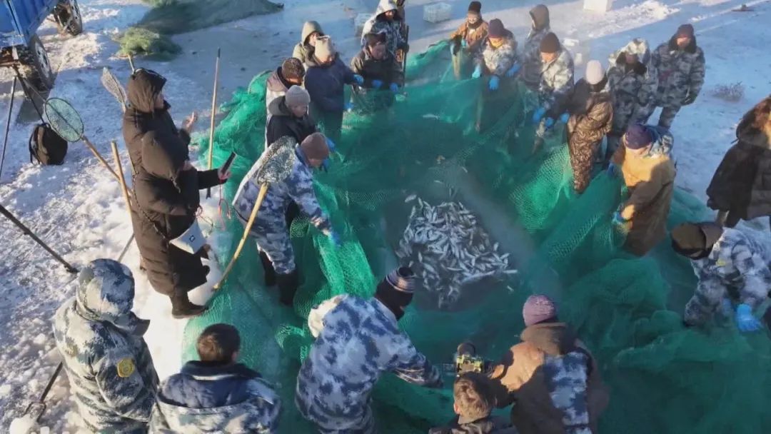 达里湖冬捕开网