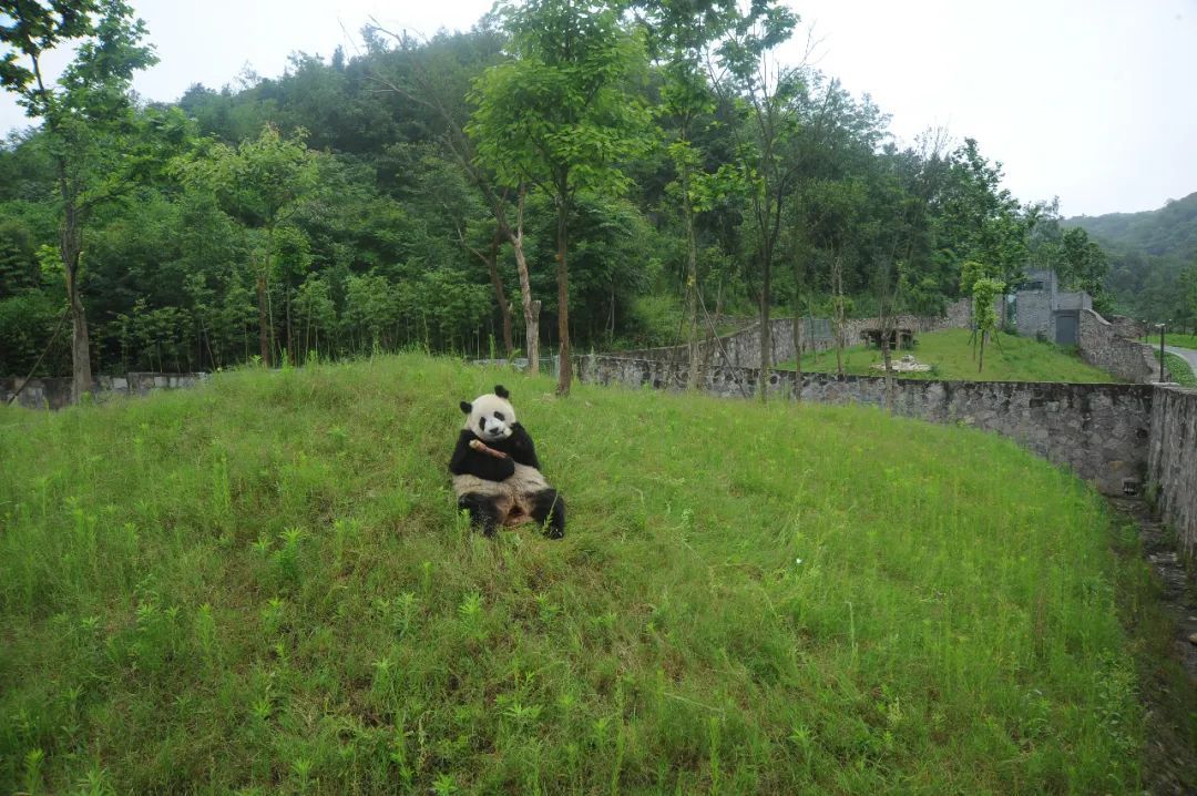 熊猫界也搞“饭圈化”？警方发起集群战役！