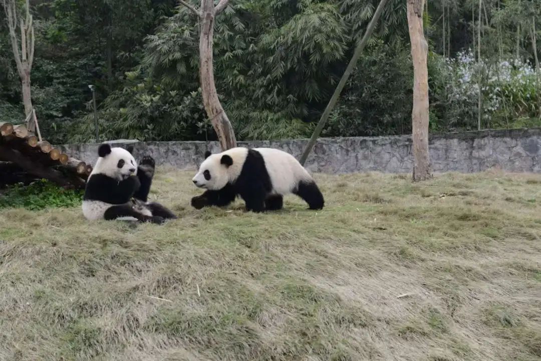 熊猫界也搞“饭圈化”？警方发起集群战役！