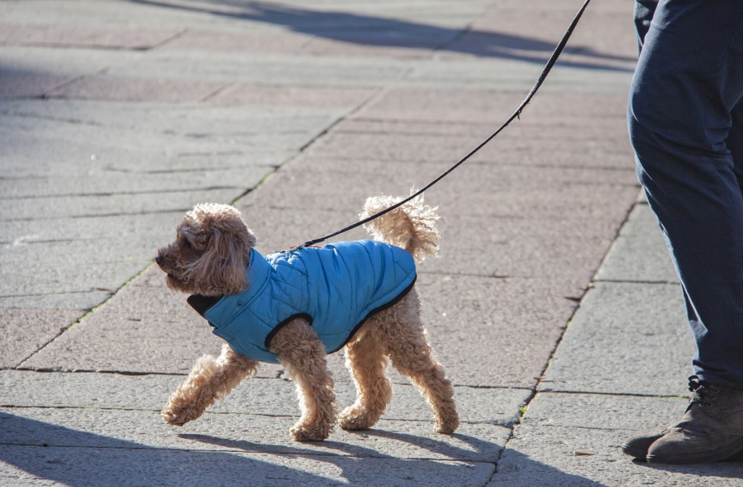 1月1日起施行！最高罚5000元！家里养狗的南昌人注意