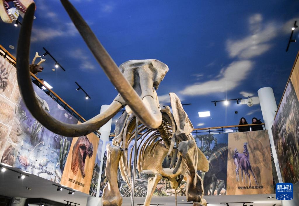 20万年前潍坊象化石亮相山东潍坊