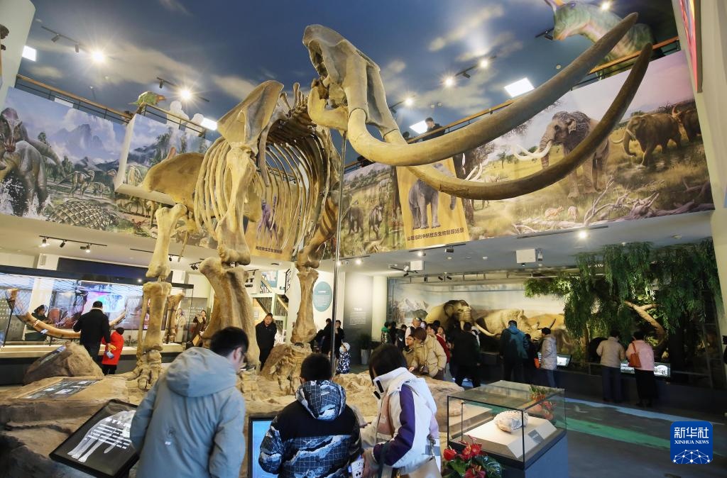 20万年前潍坊象化石亮相山东潍坊