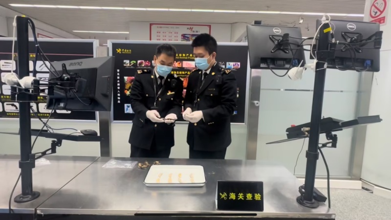 熊牙、熊指爪，被乌鲁木齐地窝堡机场海关查获！