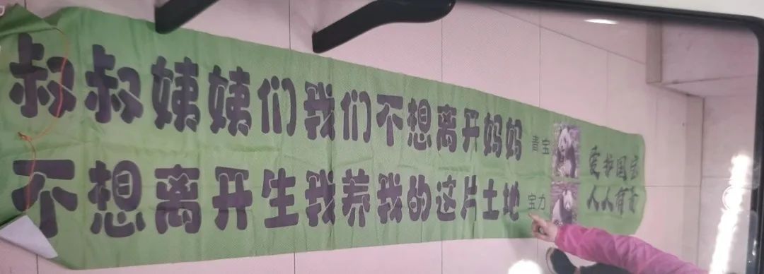 熊猫界也搞“饭圈化”?12人被抓! 熊猫界也搞“饭圈化”?12人被抓!