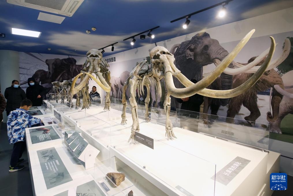 20万年前潍坊象化石亮相山东潍坊