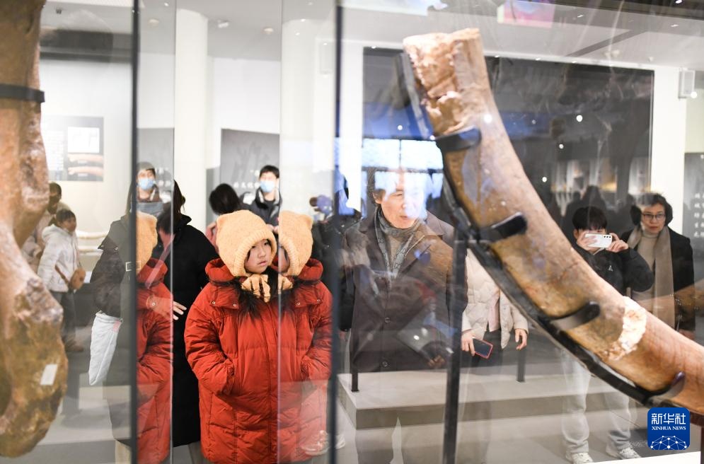 20万年前潍坊象化石亮相山东潍坊