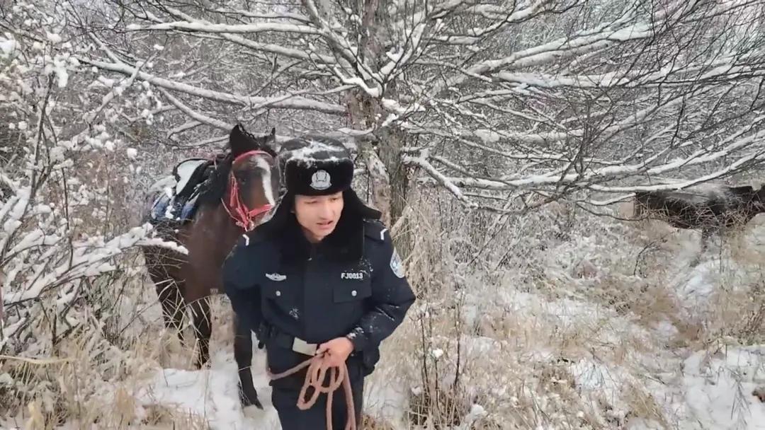 零下20℃，蜀黍翻山越岭30余公里为牧民找回丢失牛群