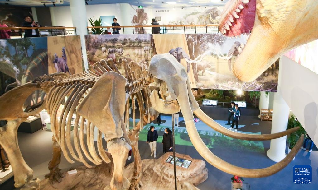 20万年前潍坊象化石亮相山东潍坊