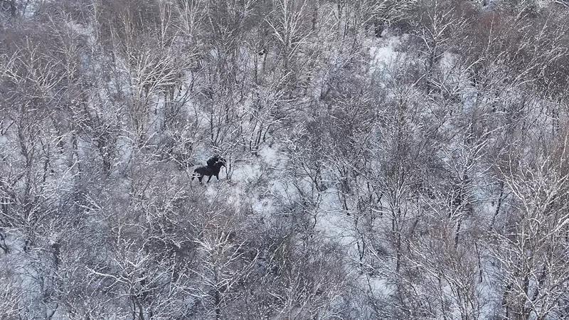 零下20℃，蜀黍翻山越岭30余公里为牧民找回丢失牛群