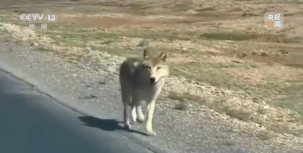 可可西里网红狼被车撞死？可能都是投喂惹的祸