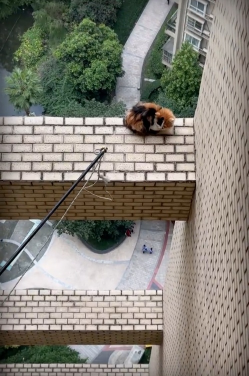 城市里的“猫咪消防员”:8年救下3927只猫,曾一天接到六七个求助 城市里的“猫咪消防员”:8年救下3927只猫,曾一天接到六七个求助