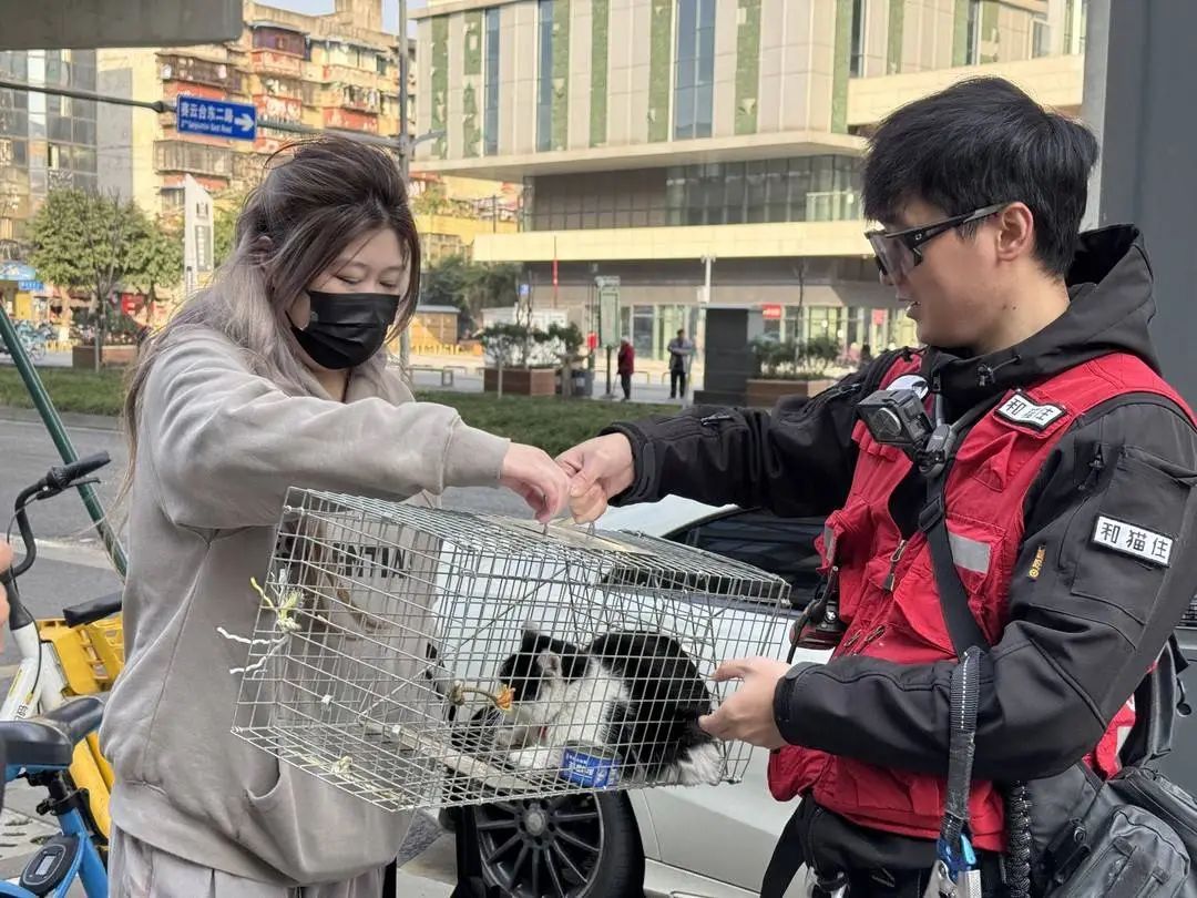 城市里的“猫咪消防员”:8年救下3927只猫,曾一天接到六七个求助 城市里的“猫咪消防员”:8年救下3927只猫,曾一天接到六七个求助