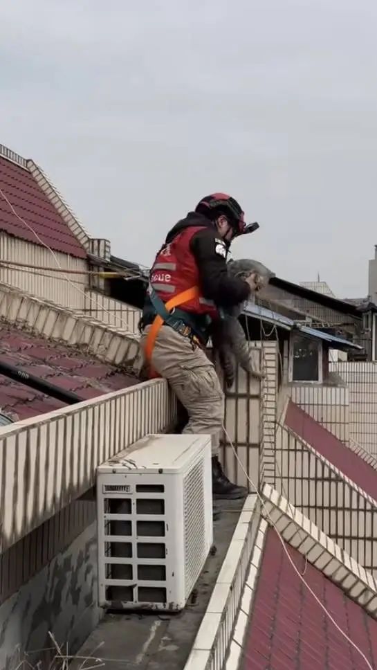 城市里的“猫咪消防员”:8年救下3927只猫,曾一天接到六七个求助 城市里的“猫咪消防员”:8年救下3927只猫,曾一天接到六七个求助