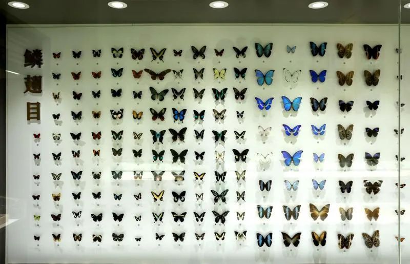 小昆虫大世界！山西省首家科普馆建成并开放