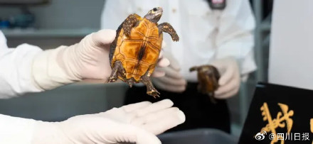 女子穿长裙藏25只濒危龟入境 女子穿长裙藏25只濒危龟入境