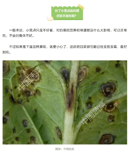 大白菜上洗不掉的黑点到底是什么？能吃吗？