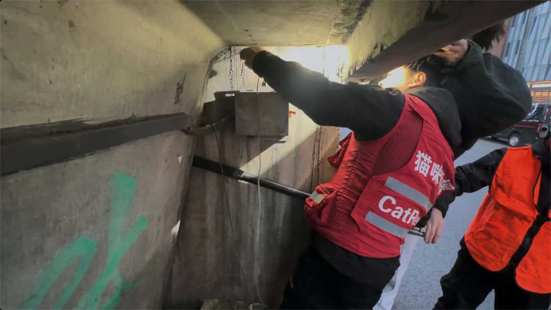 城市里的“猫咪消防员”:8年救下3927只猫,曾一天接到六七个求助 城市里的“猫咪消防员”:8年救下3927只猫,曾一天接到六七个求助