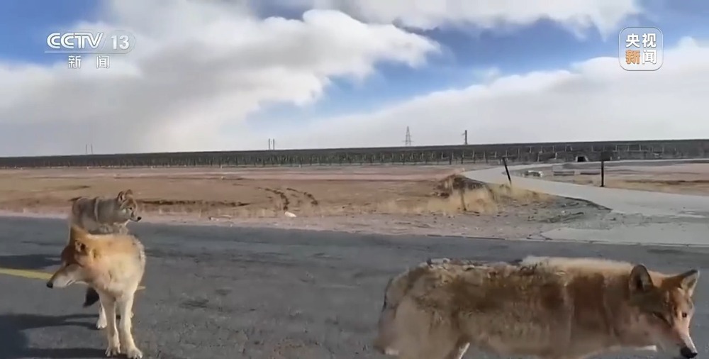 可可西里网红狼被车撞死？可能都是投喂惹的祸