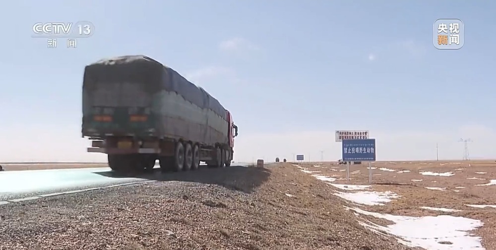 可可西里网红狼被车撞死？可能都是投喂惹的祸