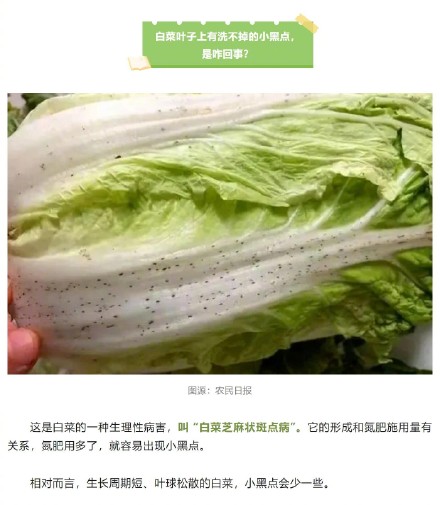 大白菜上洗不掉的黑点到底是什么？能吃吗？