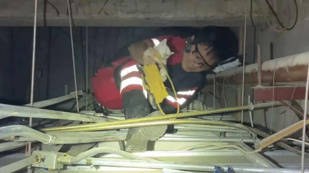 城市里的“猫咪消防员”:8年救下3927只猫,曾一天接到六七个求助 城市里的“猫咪消防员”:8年救下3927只猫,曾一天接到六七个求助