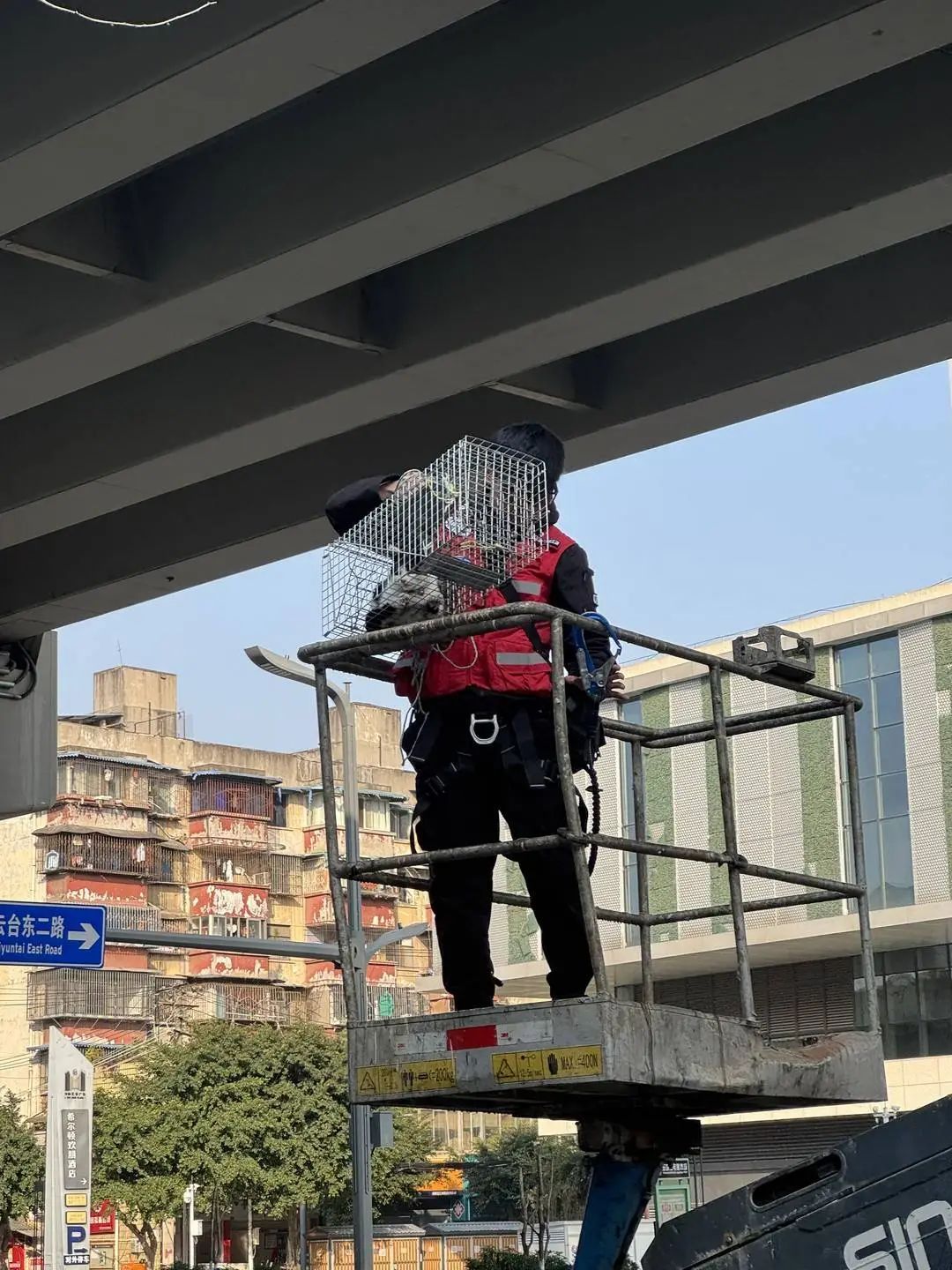 城市里的“猫咪消防员”:8年救下3927只猫,曾一天接到六七个求助 城市里的“猫咪消防员”:8年救下3927只猫,曾一天接到六七个求助