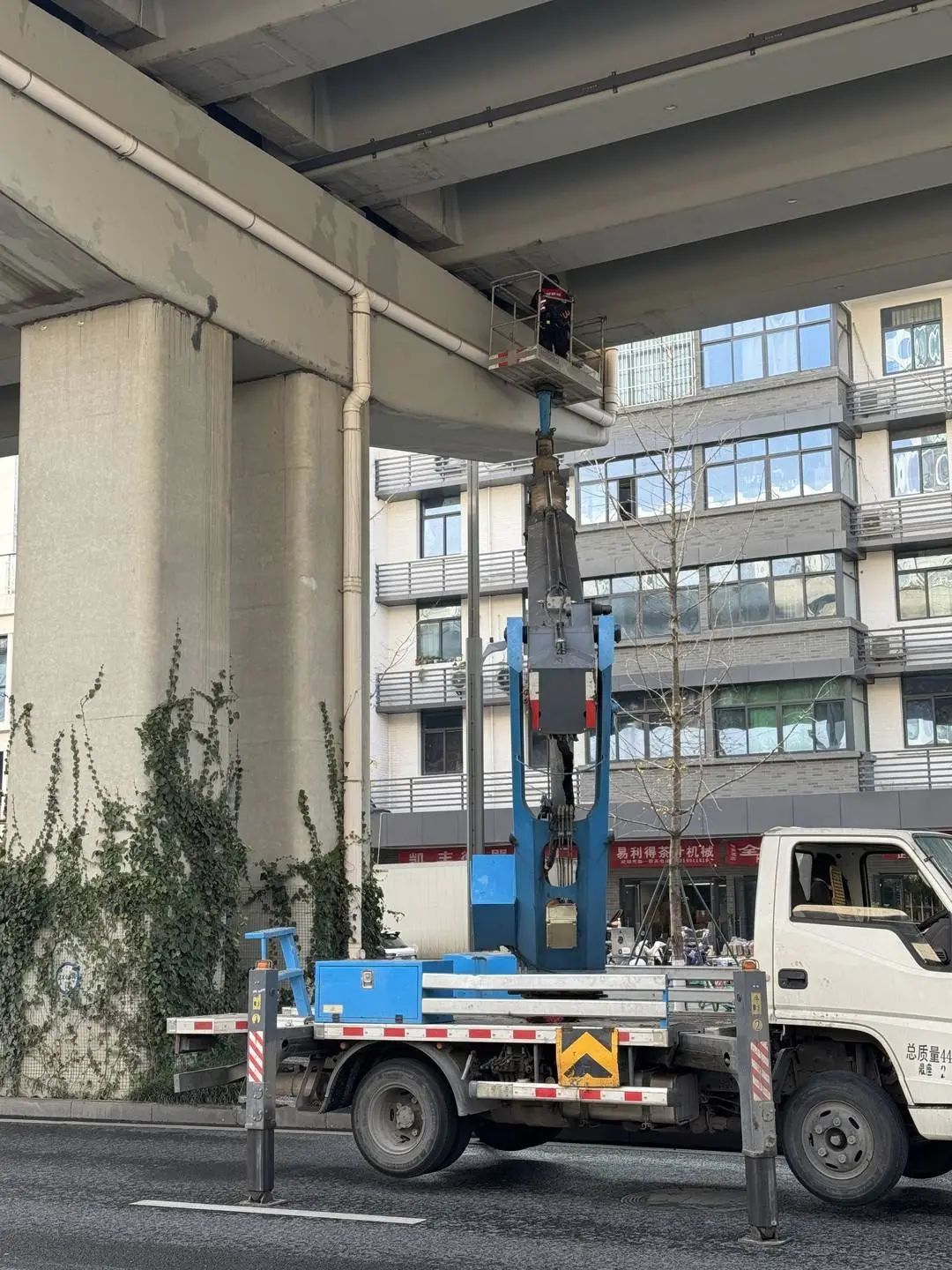 城市里的“猫咪消防员”:8年救下3927只猫,曾一天接到六七个求助 城市里的“猫咪消防员”:8年救下3927只猫,曾一天接到六七个求助