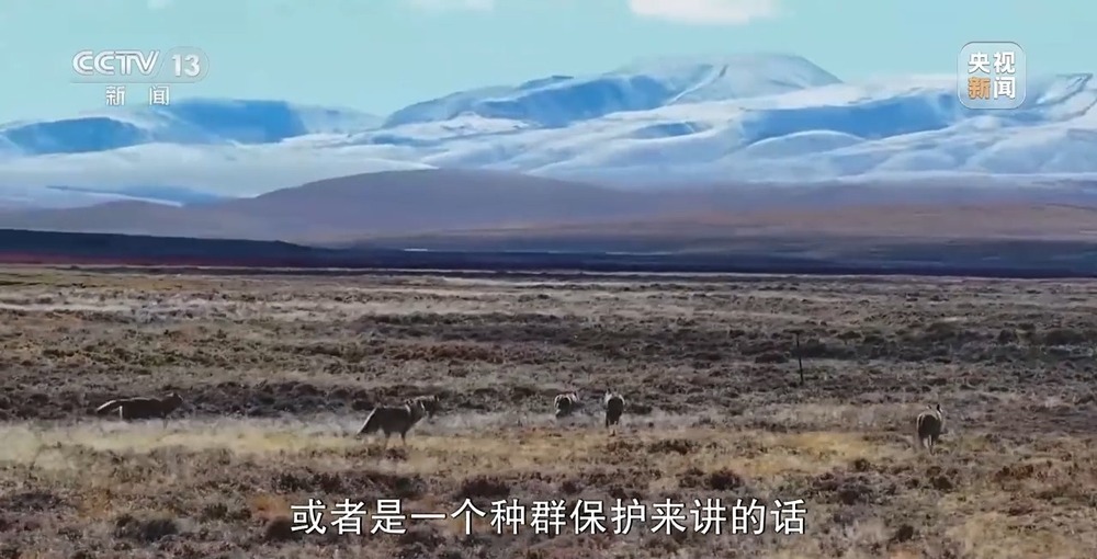 可可西里网红狼被车撞死？可能都是投喂惹的祸