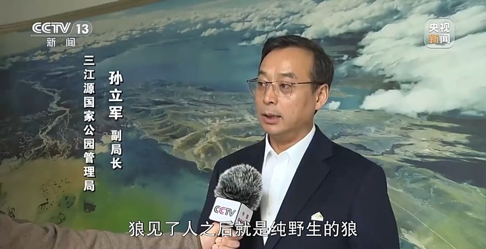 可可西里网红狼被车撞死？可能都是投喂惹的祸