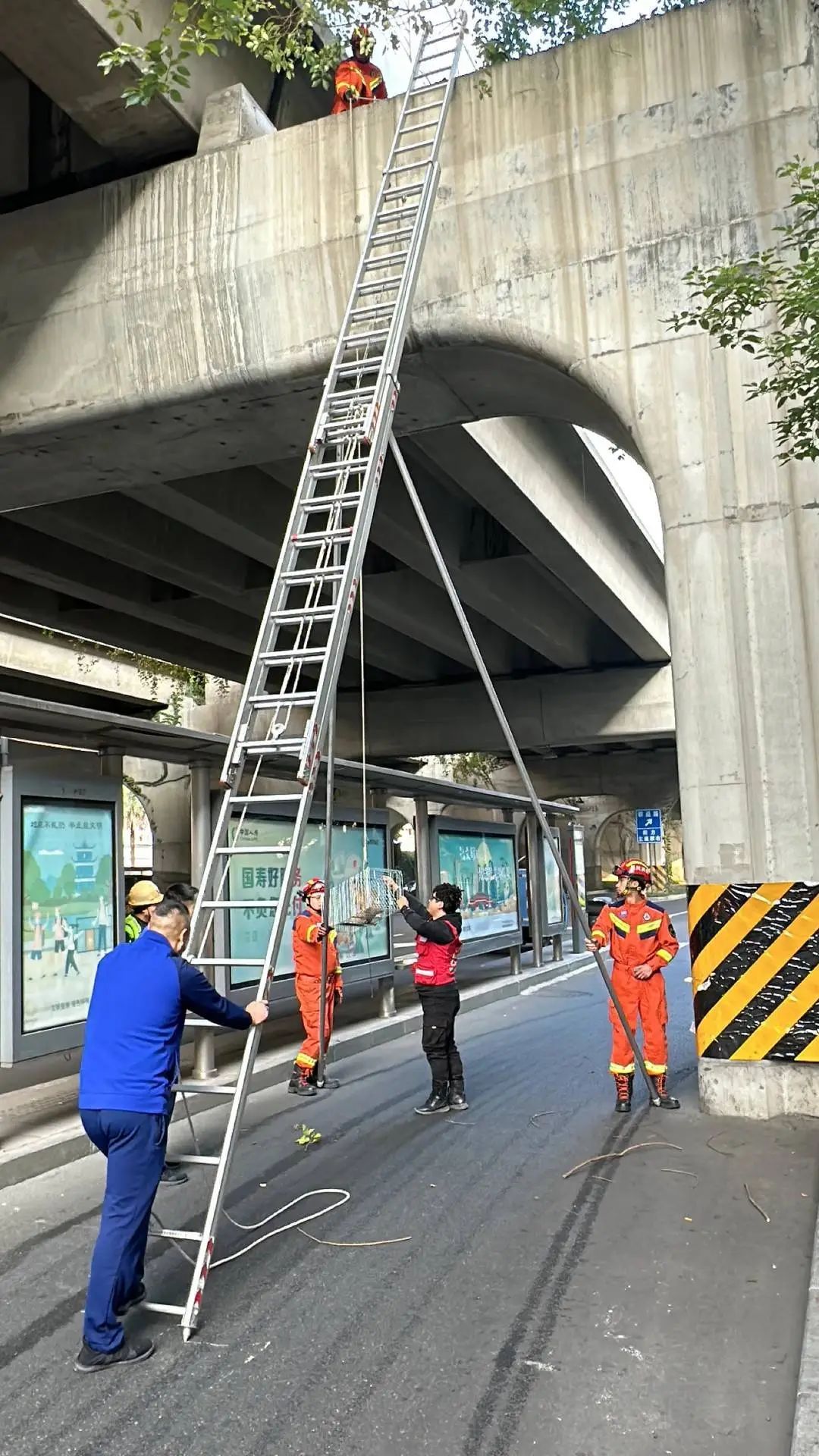 城市里的“猫咪消防员”:8年救下3927只猫,曾一天接到六七个求助 城市里的“猫咪消防员”:8年救下3927只猫,曾一天接到六七个求助