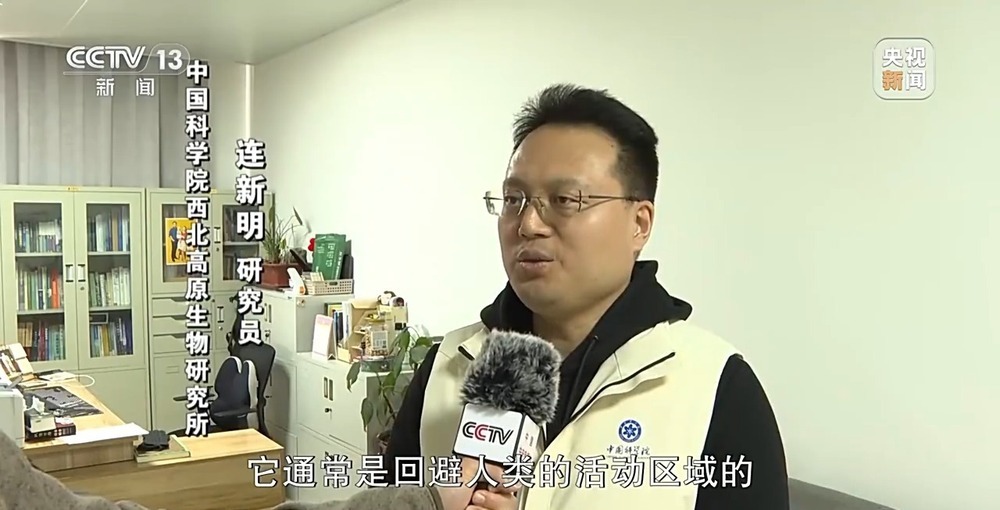 可可西里网红狼被车撞死？可能都是投喂惹的祸