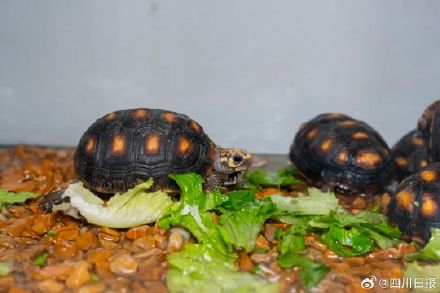 女子穿长裙藏25只濒危龟入境 女子穿长裙藏25只濒危龟入境