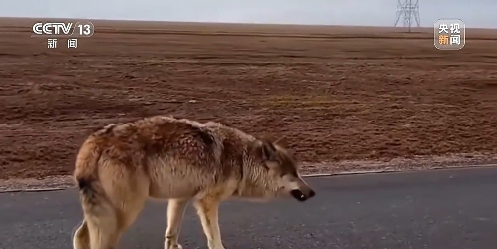 可可西里网红狼被车撞死？可能都是投喂惹的祸