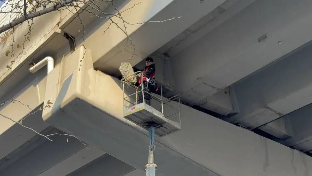 城市里的“猫咪消防员”:8年救下3927只猫,曾一天接到六七个求助 城市里的“猫咪消防员”:8年救下3927只猫,曾一天接到六七个求助