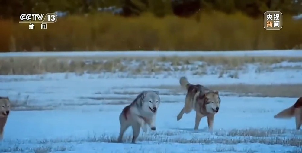 可可西里网红狼被车撞死？可能都是投喂惹的祸