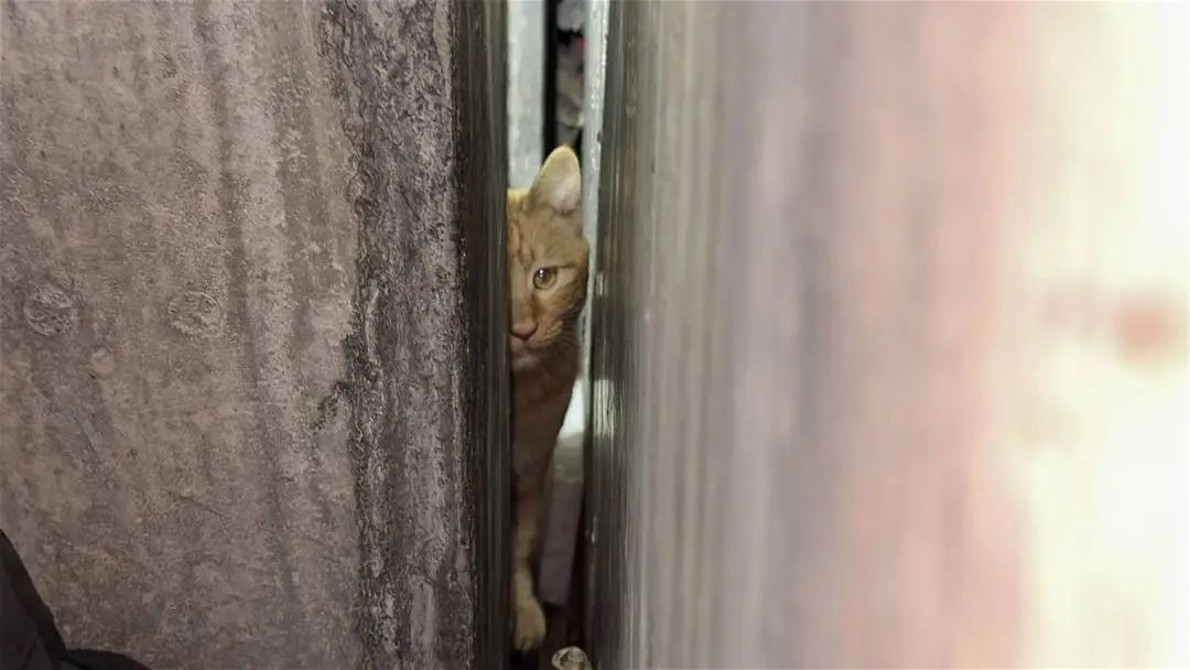 城市里的“猫咪消防员”:8年救下3927只猫,曾一天接到六七个求助 城市里的“猫咪消防员”:8年救下3927只猫,曾一天接到六七个求助