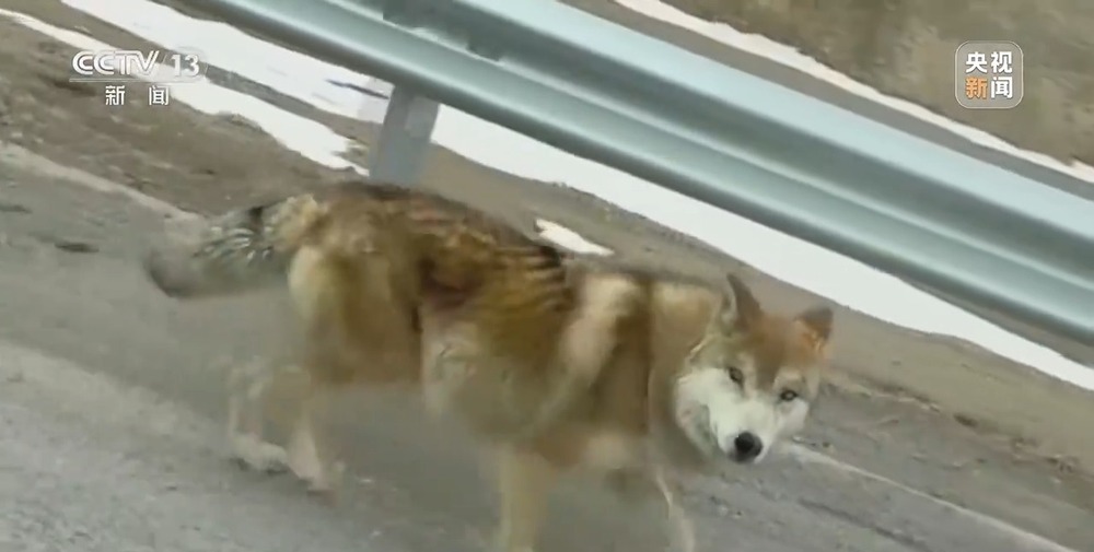 可可西里网红狼被车撞死？可能都是投喂惹的祸