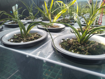 一盆高达百万元！《山海经》里记载的这种兰花为啥这么贵？