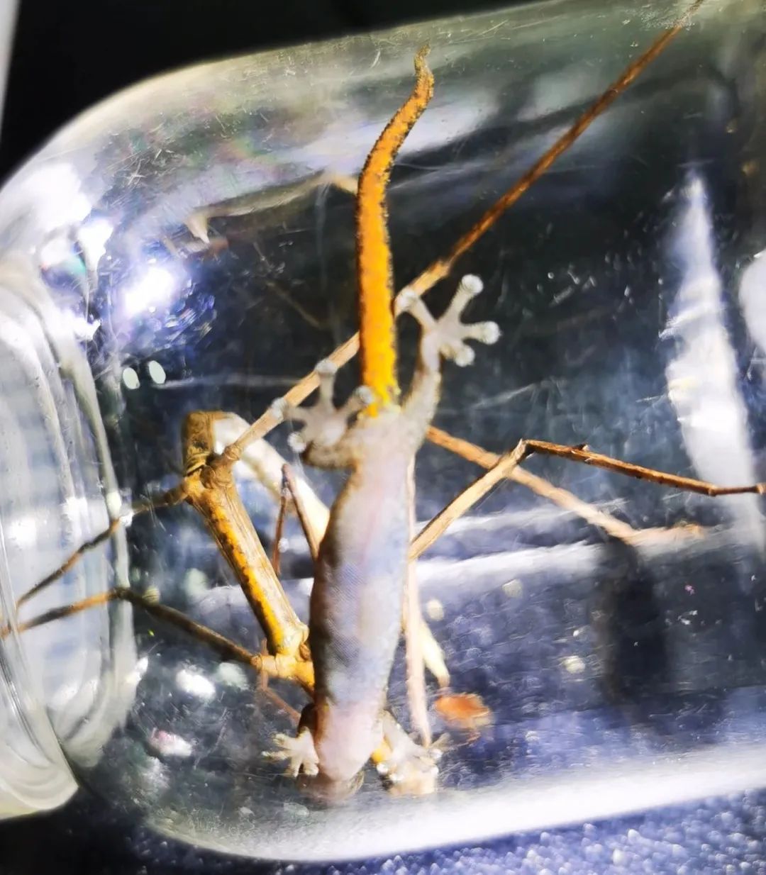 大洲岛发现！海南新记录→