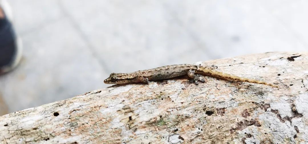 大洲岛发现！海南新记录→