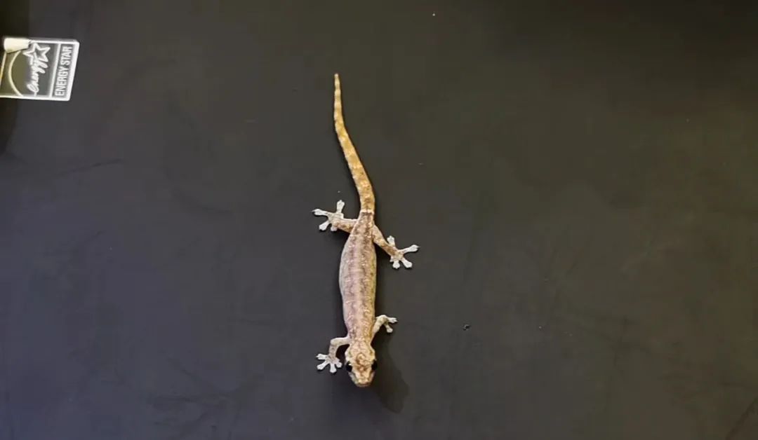 大洲岛发现！海南新记录→