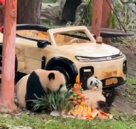 叮！新年礼物提前送达 大熊猫莽灿灿又又又换新车