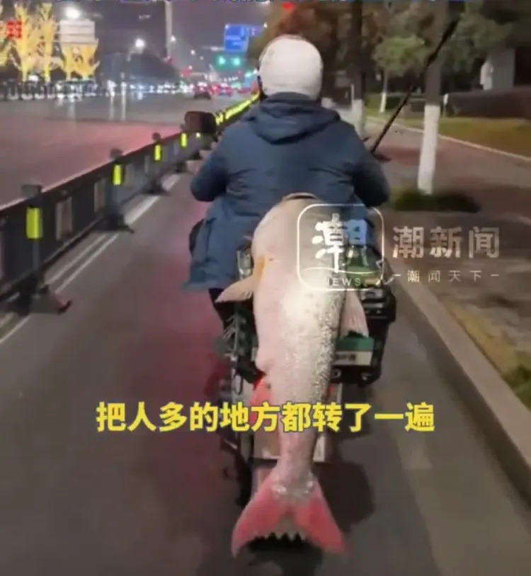 男子钓到56斤重的鳡鱼，绕城5小时炫耀，网友直呼“钓鱼佬的高光时刻”