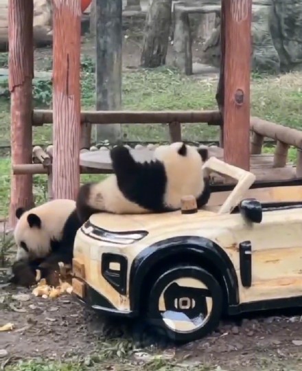 叮！新年礼物提前送达 大熊猫莽灿灿又又又换新车
