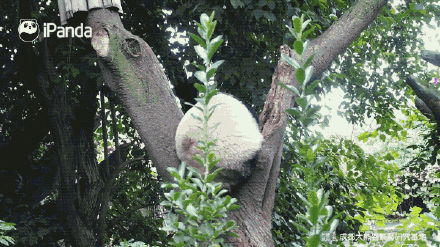 超可爱！来自圆滚滚大熊猫的新年祝福