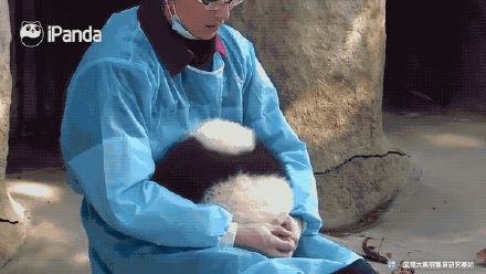 超可爱！来自圆滚滚大熊猫的新年祝福