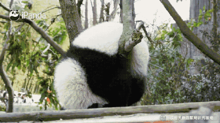 超可爱！来自圆滚滚大熊猫的新年祝福