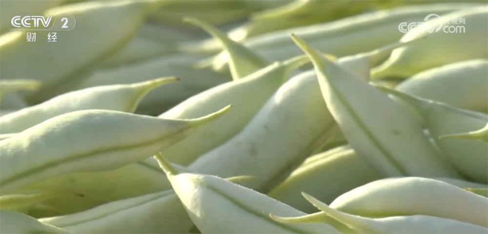 居民“菜篮子”货足价稳 能够有效保障元旦、春节等重要节点供应 居民“菜篮子”货足价稳 能够有效保障元旦、春节等重要节点供应