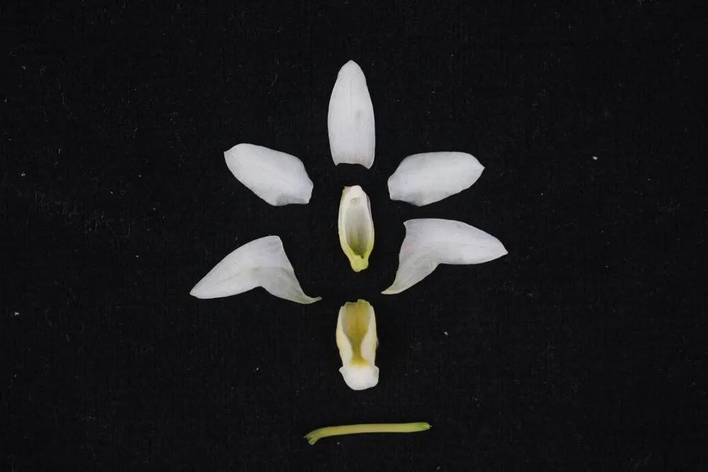 大熊猫老家发现新物种 大熊猫老家发现新物种