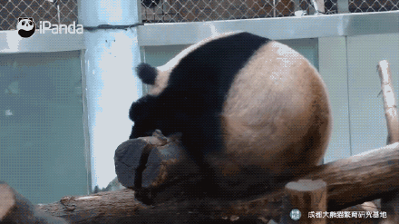 超可爱！来自圆滚滚大熊猫的新年祝福